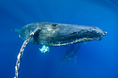 Underwater Photo, eye-to-eye, Swimming Humpback Whale (Megaptera novaeangliae) makes a close approach, Maui, Hawaii