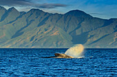 Rainbow blow, Humpback Whale (Megaptera novaeangliae), Maui, Hawaii