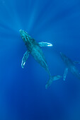 Unterwasserfoto, Buckelwale (Megaptera novaeangliae) schwimmen durch tropische blaue Gewässer, Maui, Hawaii (Megaptera novaeangliae) schwimmen im tiefen Blau, Maui, Hawaii