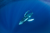 Underwater Photo, Rising from the depths, Humpback Whale (Megaptera novaeangliae), Maui, Hawaii
