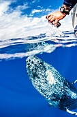 Underwater Photo, iPhone photographer, Humpback Whale (Megaptera novaeangliae) approaching a boat, Maui, Hawaii