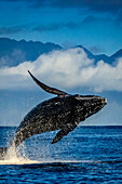Humpback Whales (Megaptera novaeangliae), Maui, Hawaii