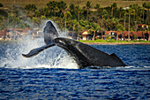 Tail lob, Humpback Whale (Megaptera novaeangliae) lifts its fluke and splashes water, Maui, Hawaii