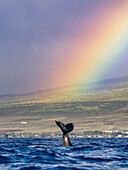 Humpback Whale (Megaptera novaeangliae) lifts its fluke under the rainbow, Maui, Hawaii
