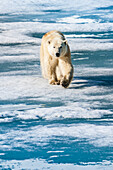 Eisbär beim Spaziergang auf Packeis, Horsund Fjord, Svalbard, Norwegen