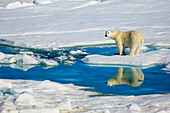 Eisbär (Ursus Arctos) und Reflexionsbecken, Hinlopen Strait, Svalbard, Norwegen