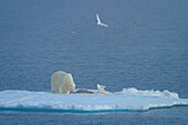Polar Bear (Ursus maritimus) on seal kill with gulls in the fog, Svalbard, Norway