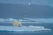 Polar Bear (Ursus maritimus) on seal kill, Ivory Gull (Pagophila eburnea) in the fog, Svalbard, Norway