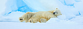 Panoramic, Polar bear (Ursus maritimus) sleeping on pack ice, Svalbard, Norway