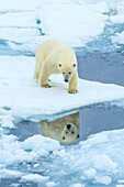 Reflection, Polar Bear (Ursus maritimus) on the pack ice, Arctic Ocean, Hinlopen Strait, Svalbard, Norway