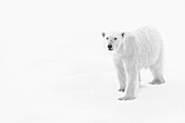 High Key, Schwarz-Weiß, Eisbär (Ursus maritimus) auf dem Packeis, Arktischer Ozean, Hinlopen Strait, Svalbard, Norwegen