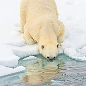 Head in water, Polar Bear (Ursus maritimus) on the pack ice, Arctic Ocean, Hinlopen Strait, Svalbard, Norway