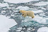 Eisbär (Ursus Maritimus) springt zwischen Eisschollen, Svalbard, Norwegen
