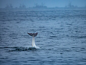 Seltene Sichtung in Monterey Bay,