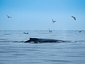 Feeding Humpback Whale (Megaptera novaeangliae), Monterey Bay National Marine Reserve, Pacific Ocean, California