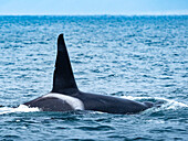 Tall dorsal fin of male Transiant Killer Whale (Orca orcinus) in Monterey Bay, Monterey Bay National Marine Refuge, California