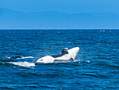 Sequence, Transiant Killer Whale (Orca orcinus) breaching in Monterey Bay, Monterey Bay National Marine Refuge, California