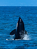Transiant Killer Whale(Orca orcinus) spy hop in Monterey Bay, Monterey Bay National Marine Refuge, California