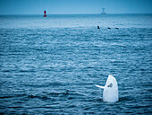 Seltene Sichtung in Monterey Bay,