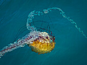 Pacific Sea Nettle (Chrysaora fuscescens), Jelly Fish in Monterey Bay, Monterey Bay National Marine Refuge, California