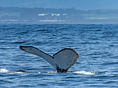 Fluke patterns are like fingerprints, whale named bottlenose, Humpback Whale (Megaptera novaeangliae) in Monterey Bay, Monterey Bay National Marine Refuge, California