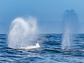 Whale Tüllen, Buckelwale (Megaptera novaeangliae) in Monterey Bay, Monterey Bay National Marine Refuge, Kalifornien
