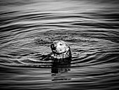 Black and White, Curious Southern Sea Otter (Enhydra lutris) in Montrey Bay boat harbor, Monterey, California