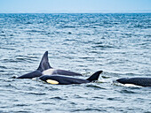 Transiant Killer Whales (Orca orcinus) in Monterey Bay, Monterey Bay National Marine Refuge, California