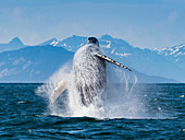 Sequence 3, Breaching Whale, Humpback Whale (Megaptera novaeangliae) jumps above the water in Icy Strait, Alaska's Inside Passage