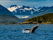 Young Humpback Whale (Megaptera novaeangliae) calf breaches in Chatham Strait, Alaska's Inside Passage