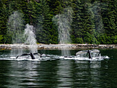 Wal bläst, Fluken und Flossen, Fütterung von Buckelwalen (Megaptera novaeangliae) in der Chatham Strait, Alaskas Inside Passage