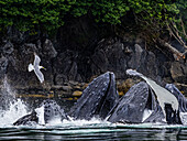 Open mouths, Feeding Humpback Whales (Megaptera novaeangliae) in Chatham Strait, Alaska's Inside Passage