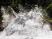 Big splash, Breaching Humpback Whales (Megaptera novaeangliae) in Chatham Strait, Alaska's Inside Passage