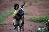 Afrikanischer Wildhund (Lycaon pictus) stehend