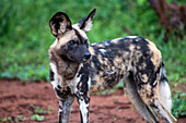 Afrikanischer Wildhund (Lycaon pictus) starrt an