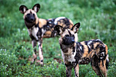 Zwei afrikanische Wildhunde (Lycaon pictus)