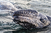 Baby gray whale head out of water, Magdalena Bay