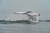 Grauwalschwanz mit abfließendem Wasser