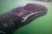 Grauwal (Eschrichtius robustus) Kalb unter Wasser