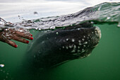 Tourist reaching for gray whale calf underwater.Gray whale (Eschrichtius robustus)