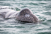 Gray whale (Eschrichtius robustus) calf with head above water