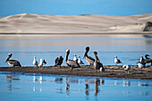 Cormorants birds on sand bar in Magdalena Bay