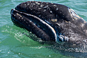gray whale (Eschrichtius robustus)