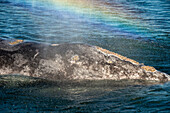 Gray whale with rainbow spout. Gray whale (Eschrichtius robustus)