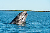 Young Gray whale spy hoping with mouth open