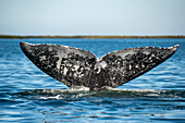 gray whale (Eschrichtius robustus)