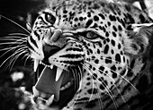 Leopard snarling (Panthera pardus)