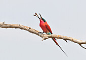 Carmine bee-eater (Merops nubicoides) eating a bee