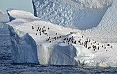 Eisberg mit Pinguinen, Antarktis