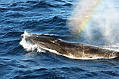 Whale blowing with rainbow